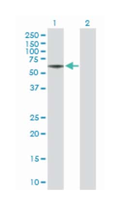 RTN4R, Mouse, Purified MaxPab Polyclonal Antibody, Abnova 50&mu;g; Unlabeled:Antibodies,