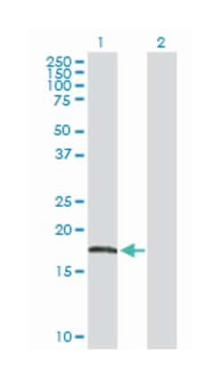 AHNAK nucleoprotein, Rabbit, Purified MaxPab Polyclonal Antibody, Abnova