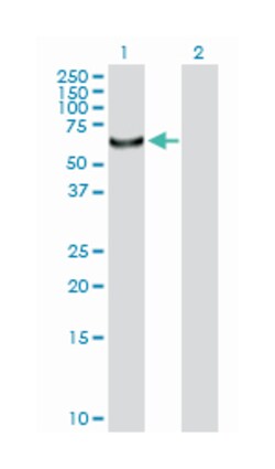 cytidine and dCMP deaminase domain containing 1, Rabbit, Purified MaxPab