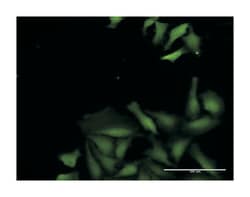 cytidine and dCMP deaminase domain containing 1, Rabbit, Purified MaxPab
