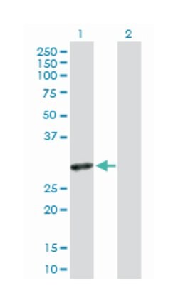 Src-like-adaptor 2, Rabbit, Purified MaxPab Polyclonal Antibody, Abnova