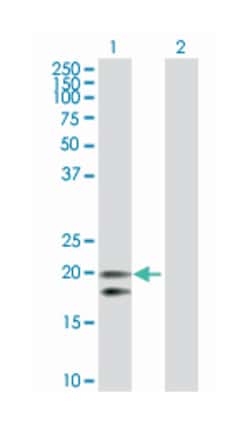 carcinoembryonic antigen-related cell adhesion molecule 21, Rabbit, Purified