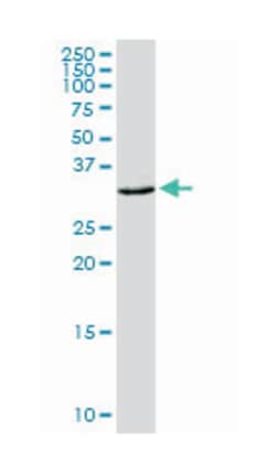 carcinoembryonic antigen-related cell adhesion molecule 21, Rabbit, Purified