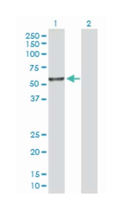 integrin alpha FG-GAP repeat containing 2, Rabbit, Purified MaxPab Polyclonal