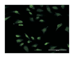 PRKR interacting protein 1 (IL11 inducible), Mouse, Clone: 4D11-3F11, Abnova
