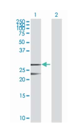 mitochondrial ribosome recycling factor, Mouse, Polyclonal Antibody, Abnova