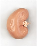 Carolina™ Formalin Preserved Sheep Kidney