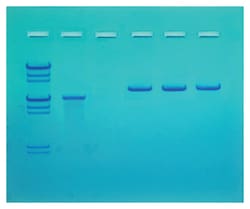 Edvotek™ DNA Screening for Smallpox