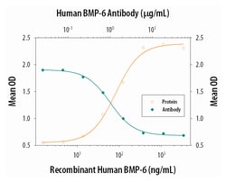 Human BMP-6 Antibody, R D Systems 100&mu;g; Unlabeled:Antibodies, Monoclonal