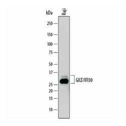 Human GILT/IFI30 Antibody, R D Systems 100ug; Unlabeled:Antibodies, Monoclonal