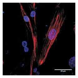 R D Systems StemXVivo Cardiomyocyte Maintenance Media Supplement (50X)
