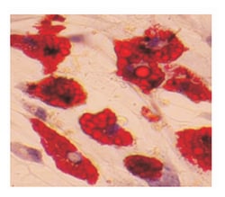 MilliporeSigma™ Chemicon™ Mesenchymal Adipogenesis Kit