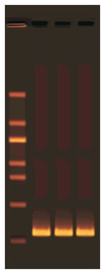 Edvotek™ Exploring the Genetics of Taste: SNP Analysis of the PTC Gene Using PCR Experiment Kit