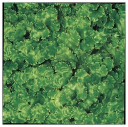 Carolina™ Marchantia, Living Material Coupon
