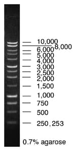 Promega 1kb DNA Ladder Molecular Weight Marker