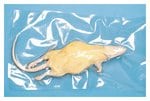 Carolina™ Formalin Rats