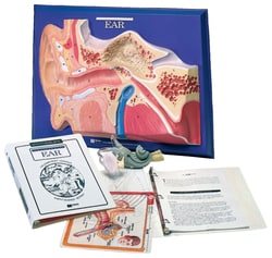 American Educational Products Ear Model Activity Set