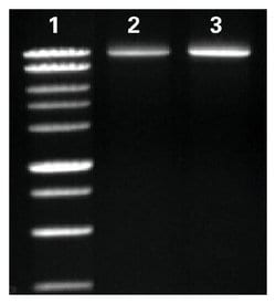 Fisher BioReagents exACTGene dNTPs:Nucleic Acid Synthesis:Nucleotides