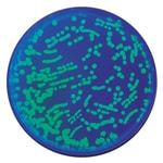 Edvotek™ Transformation of <i>E. coli</i> with Green Fluorescent Protein (GFP)