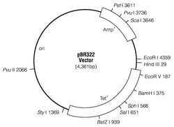 Promega&nbsp;pBR322 Vector
