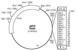 Promega&nbsp;pSP73 Vectors