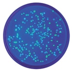 Edvotek™ Transformation of E. coli with Green and Blue Fluorescent Protein Plasmids Classroom Kit