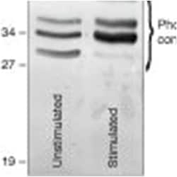 Phosphothreonine/pT Polyclonal Antibody, Invitrogen 50&mu;g; Unlabeled:Antibodies,