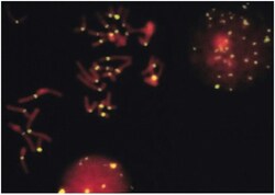 Fluorescein/Oregon Green Biotin Polyclonal Antibody, Invitrogen 500&mu;L;