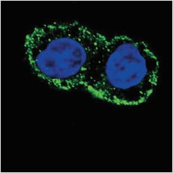 FGF2 Polyclonal Antibody, Invitrogen 400&mu;L; Unlabeled:Antibodies, Polyclonal