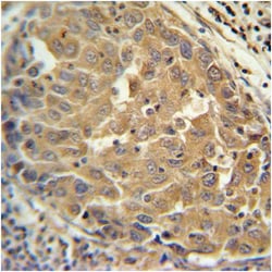 FGF2 Polyclonal Antibody, Invitrogen 400&mu;L; Unlabeled:Antibodies, Polyclonal