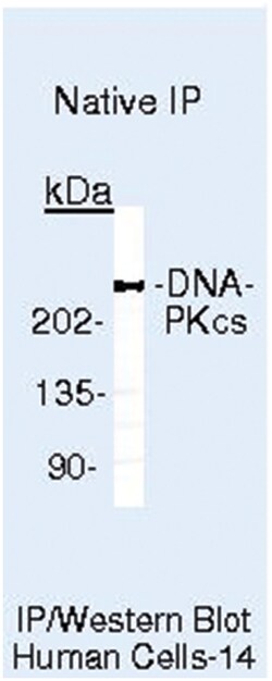 DNA-PKcs Monoclonal Antibody, Clone: 18-2 + 25-4 + 42-psc, Invitrogen 500&mu;L;