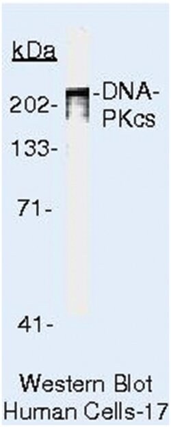 DNA-PKcs Monoclonal Antibody, Clone: 18-2 + 25-4 + 42-psc, Invitrogen 500&mu;L;