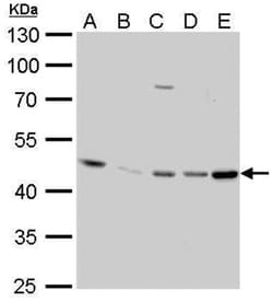 EED Monoclonal Antibody, Clone: GT671, Invitrogen 100&mu;L; Unlabeled:Antibodies,