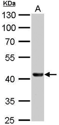 EED Monoclonal Antibody, Clone: GT671, Invitrogen 100&mu;L; Unlabeled:Antibodies,