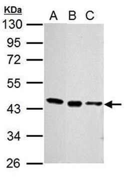 EED Monoclonal Antibody, Clone: GT671, Invitrogen 100&mu;L; Unlabeled:Antibodies,