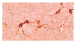 MilliporeSigma anti-Choline Acetyltransferase Ab-4; Polyclonal:Antibodies:Primary