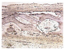 MilliporeSigma anti-Osteopontin (OPN; BSP-1; SPP1; Uropontin); Polyclonal;