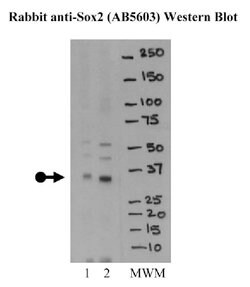 MilliporeSigma anti-SOX2; Polyclonal; (Chemicon ) 100&mu;g; Unlabeled:Antibodies,