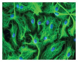 MilliporeSigma anti-Glial Fibrillary Acidic Protein (GFAP) Ab-1; Polyclonal;