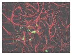 MilliporeSigma anti-Myelin Basic Protein (MBP) Ab-3; Polyclonal; (Chemicon