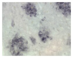 MilliporeSigma anti-Presenilin-1, N-terminus, Clone: hPS1-NT, (Chemicon