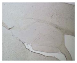 MilliporeSigma anti-Green Fluorescent Protein (GFP; eGFP) (Chemicon ) 100&mu;L;