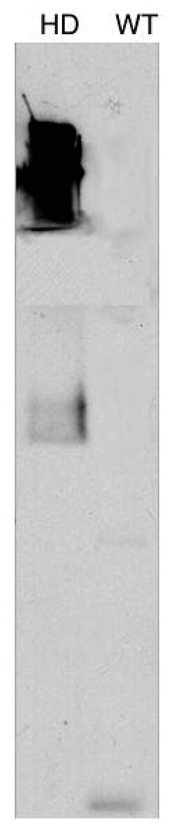 MilliporeSigma anti-Huntingtin Protein, Clone: mEM48, (Chemicon ) 100&mu;L;