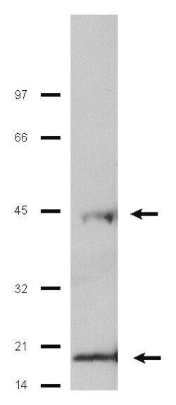 MilliporeSigma anti-Caspase 1; Polyclonal; (Upstate ) 200&mu;g; unlabeled:Antibodies,