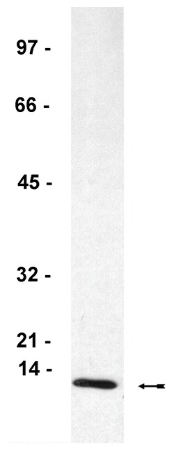 MilliporeSigma anti-Fc Receptor I subunit; Polyclonal; (Upstate ) 200&mu;g;