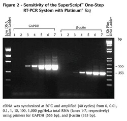 invitrogen platinum superscript one step rt pcr system with platinum taq dna polymerase