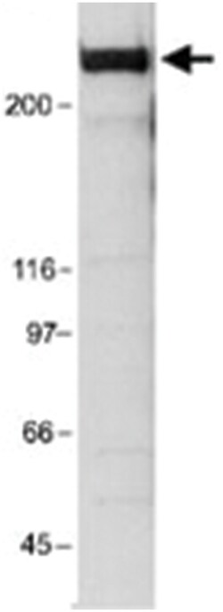 EP300, Mouse, Clone: RW128, Abnova 200&mu;L; Unlabeled:Antibodies, Monoclonal