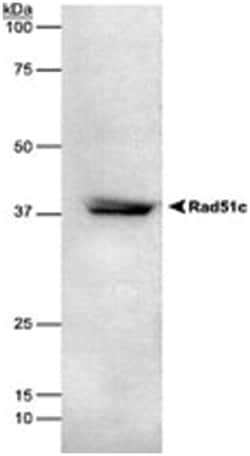 RAD51C, Mouse, Clone: 2H11/6, Abnova 100 &mu;L | Buy Online | Abnova Corporation | Fisher Scientific