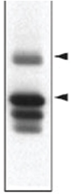 Ptpn5, Mouse, Clone: 23E5, Abnova 100&mu;L; Unlabeled:Antibodies, Monoclonal