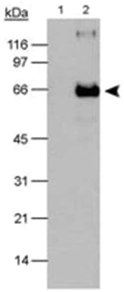 3-OHKYN, Mouse, Clone: P3UI, Abnova 100&mu;L; Unlabeled:Antibodies, Monoclonal